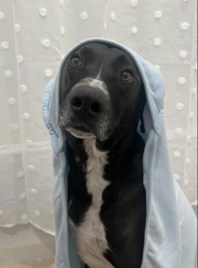 Enlarge Koda *courtesy post*, a Adoptable Labrador Retriever in New York, NY image 6/6