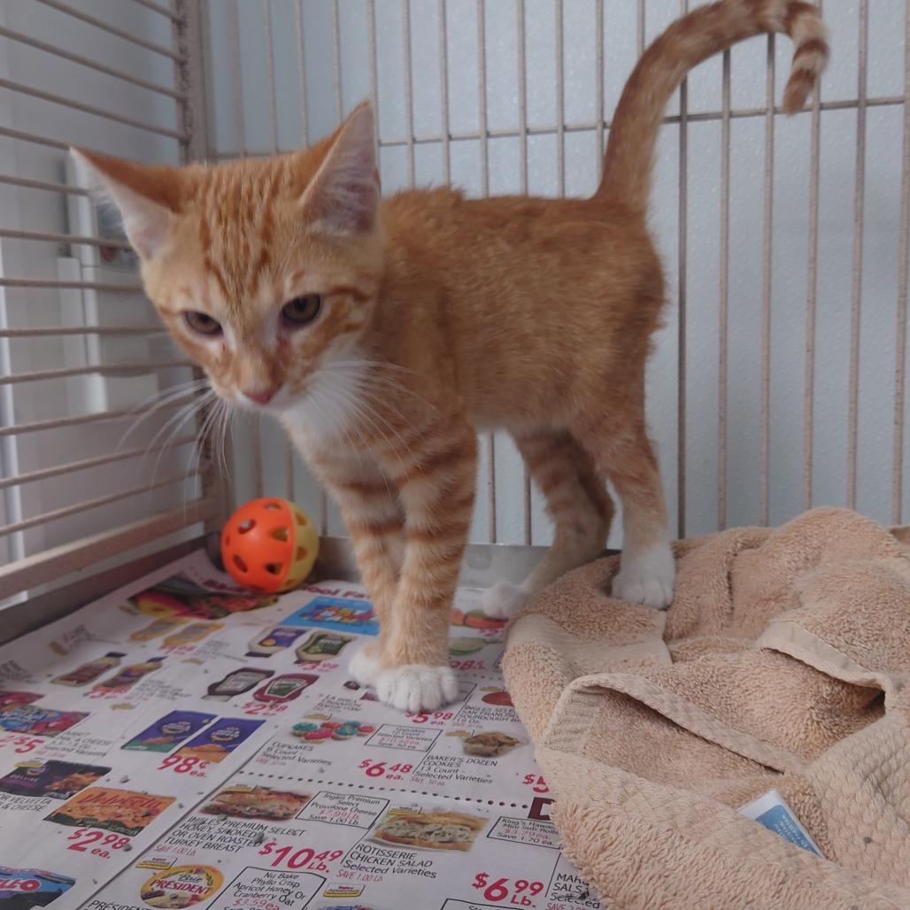 Tybolt, Adoptable, Kitten Male Domestic Short Hair.