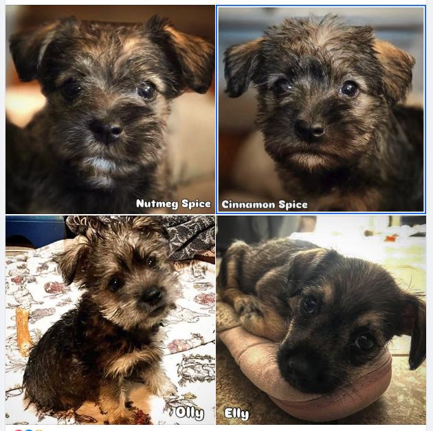 Cinnamon Spice, Nutmeg Spice, Elly and Olly