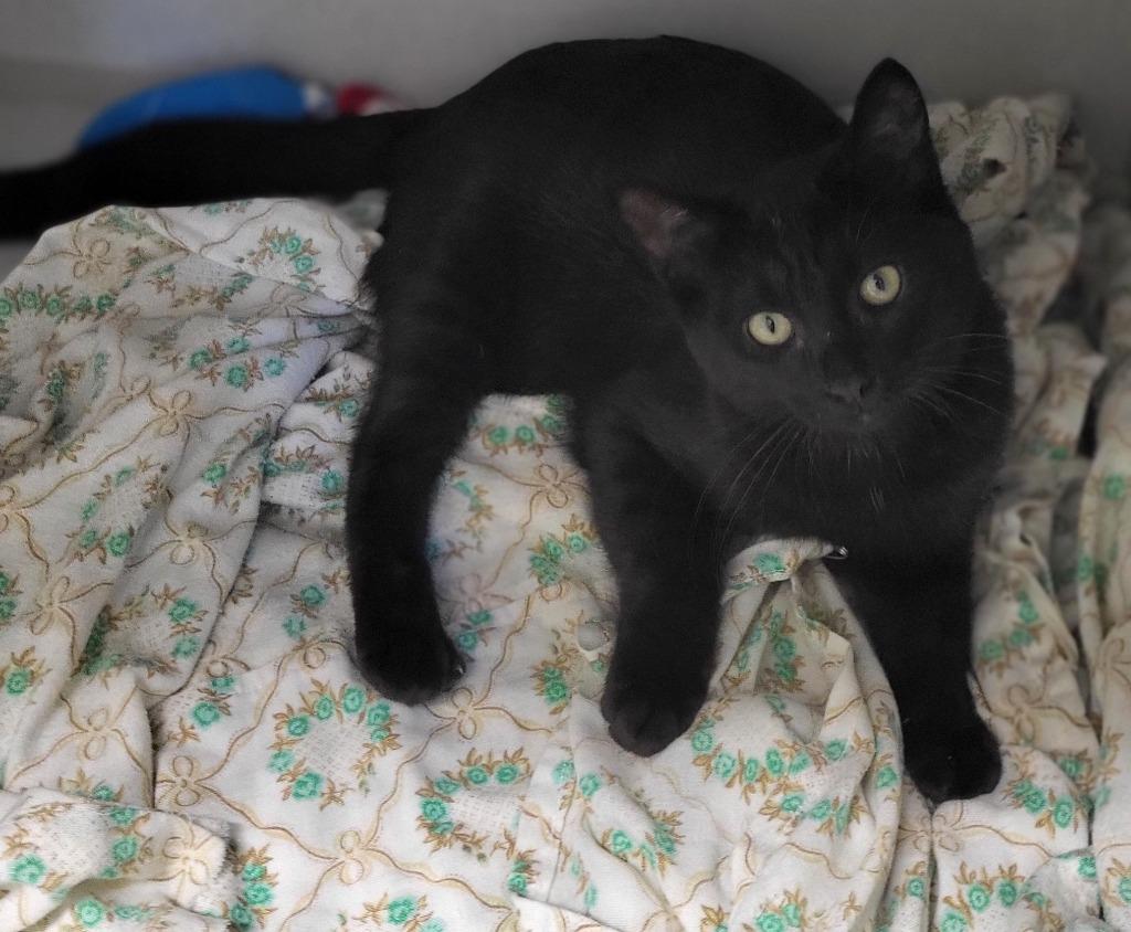 Enlarge Baldwin, a Adoptable mixed breed in Bloomington, IN image 2/4