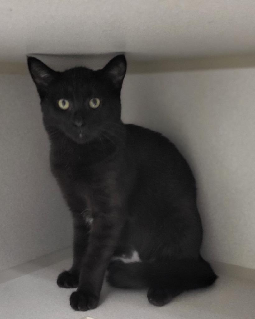Enlarge Baldwin, a Adoptable mixed breed in Bloomington, IN image 3/4