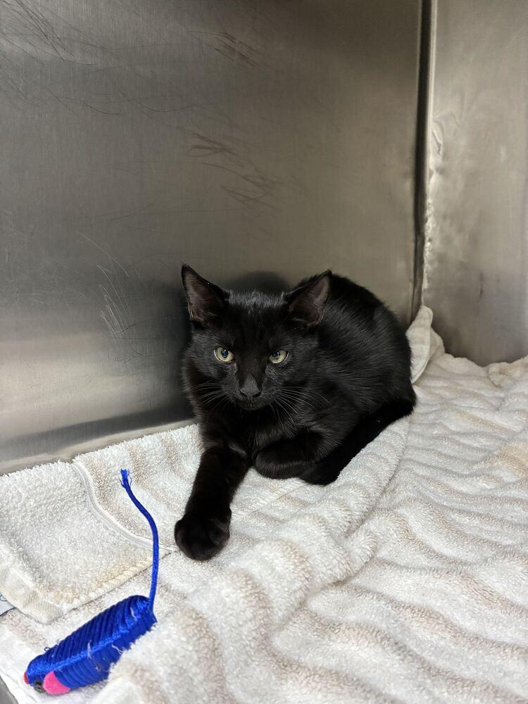 Enlarge Starfire, a Adoptable Domestic Short Hair in Marietta, GA image 1/1