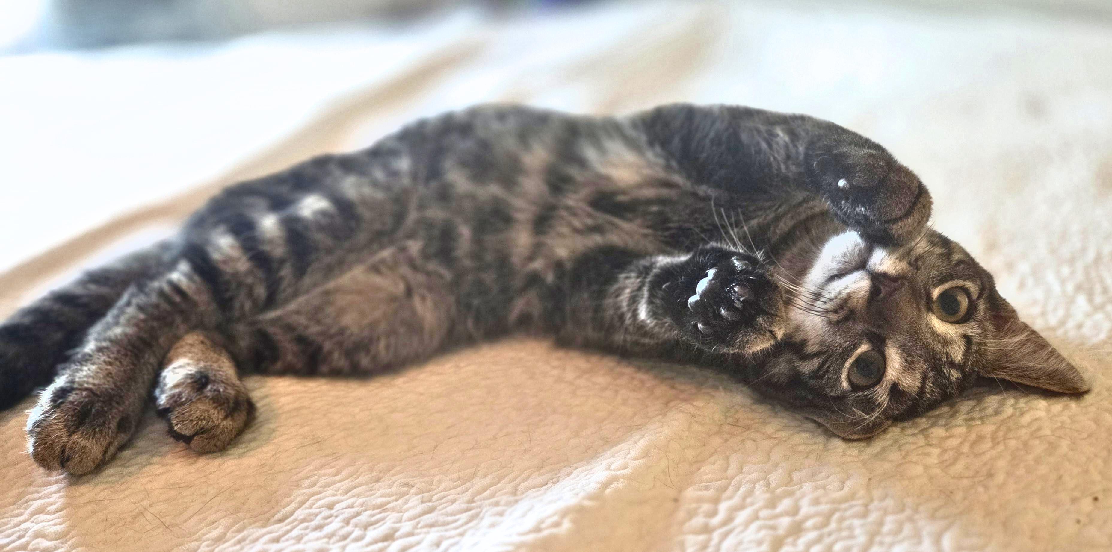 Special K, a Adoptable Domestic Short Hair in Woodbridge, VA image 2/3