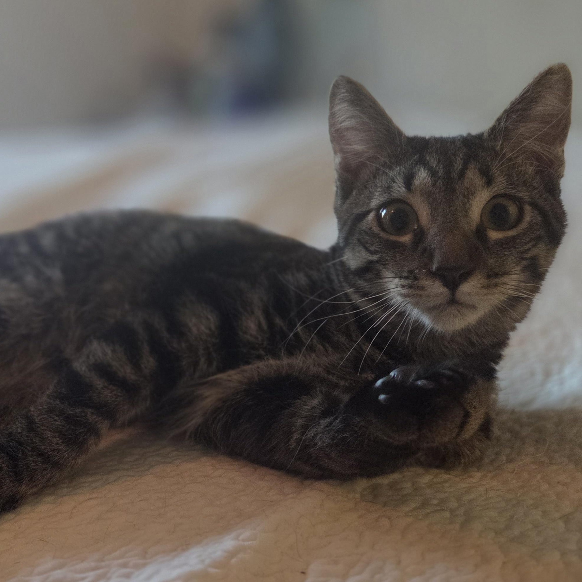 Special K, Adoptable, Kitten Male Domestic Short Hair.