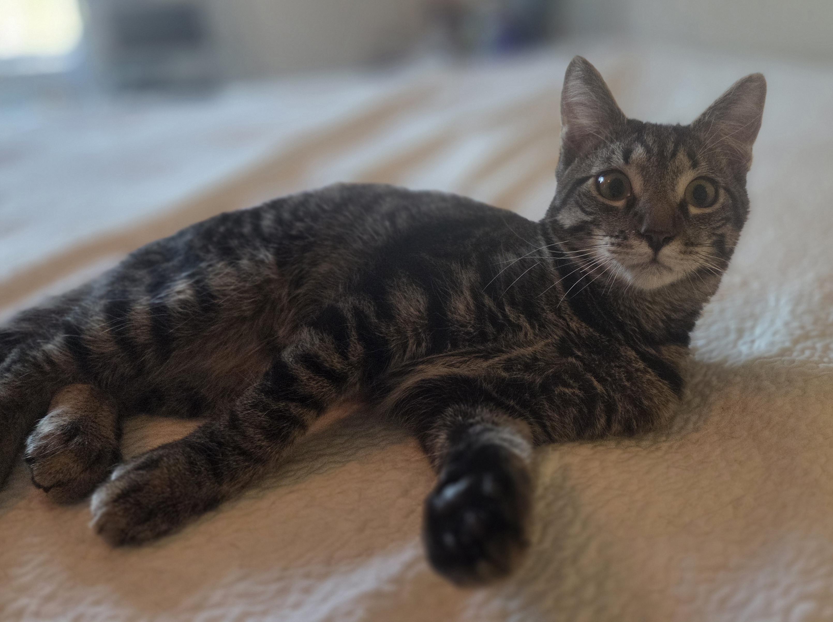 Enlarge Special K, a Adoptable Domestic Short Hair in Woodbridge, VA image 3/3