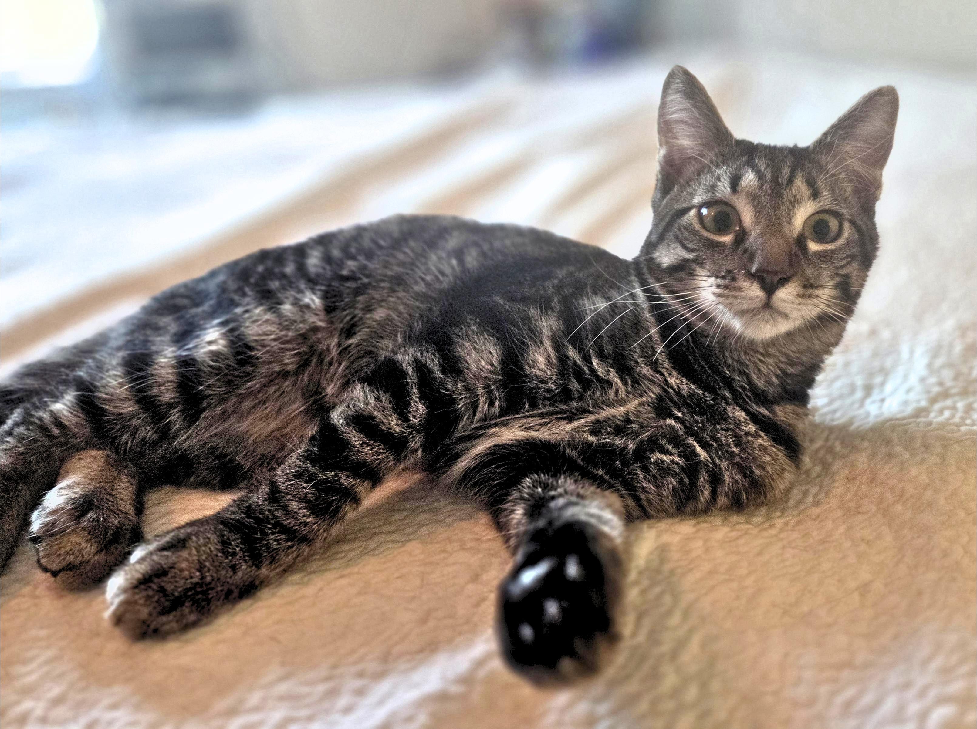 Special K, a Adoptable Domestic Short Hair in Woodbridge, VA image 3/3