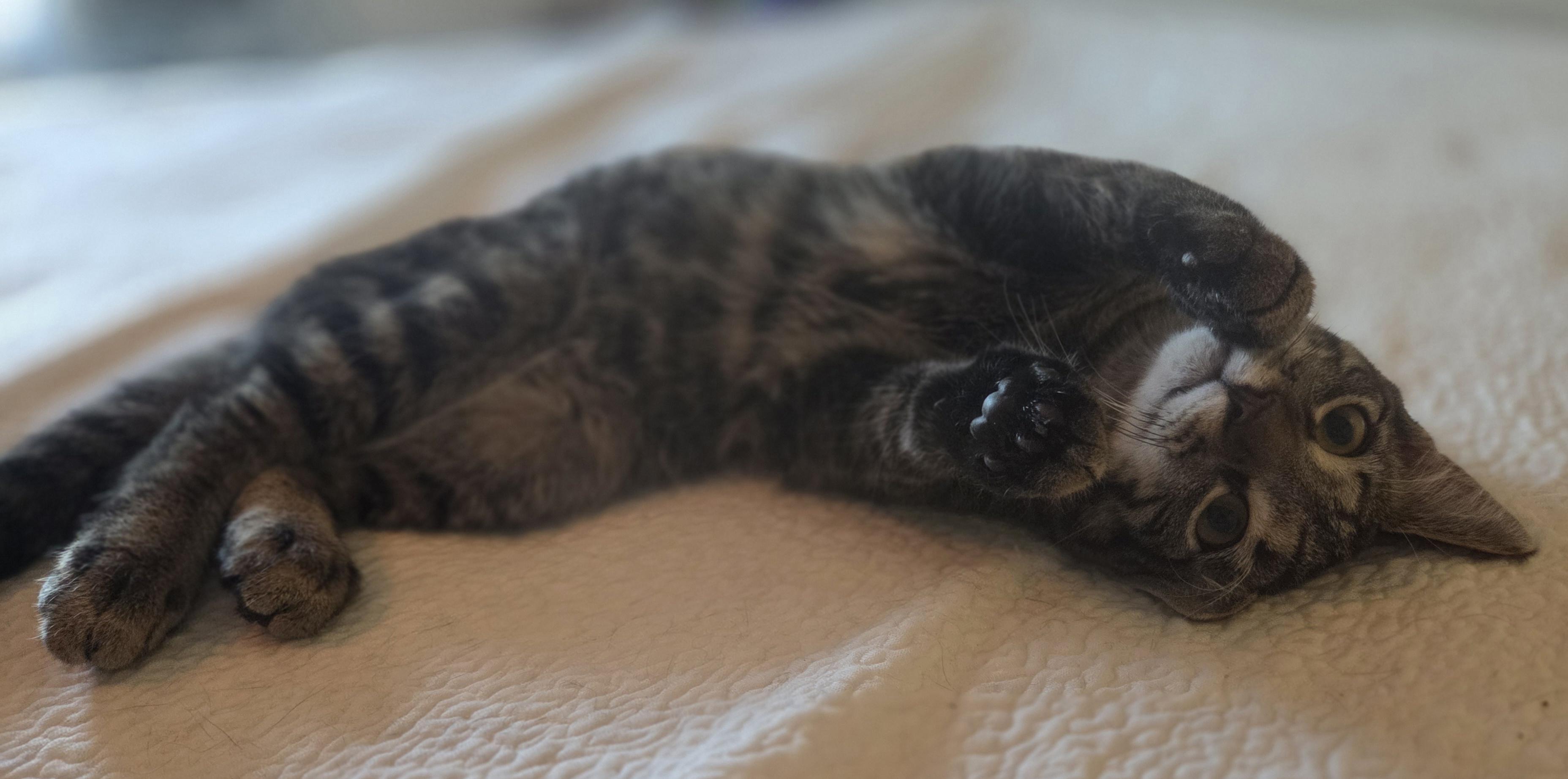 Enlarge Special K, a Adoptable Domestic Short Hair in Woodbridge, VA image 2/3