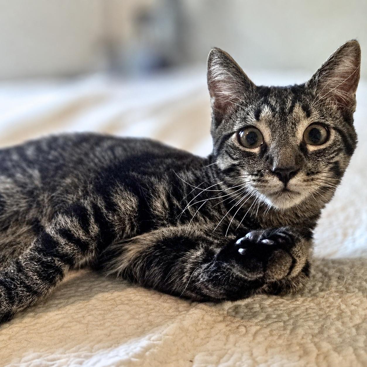 Special K, a Adoptable Domestic Short Hair in Woodbridge, VA image 1/3