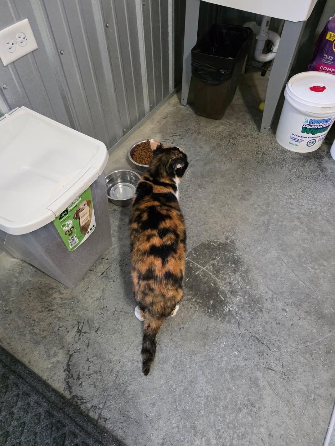 Mary Francis, a Adoptable Calico in Woodsfield, OH image 1/3