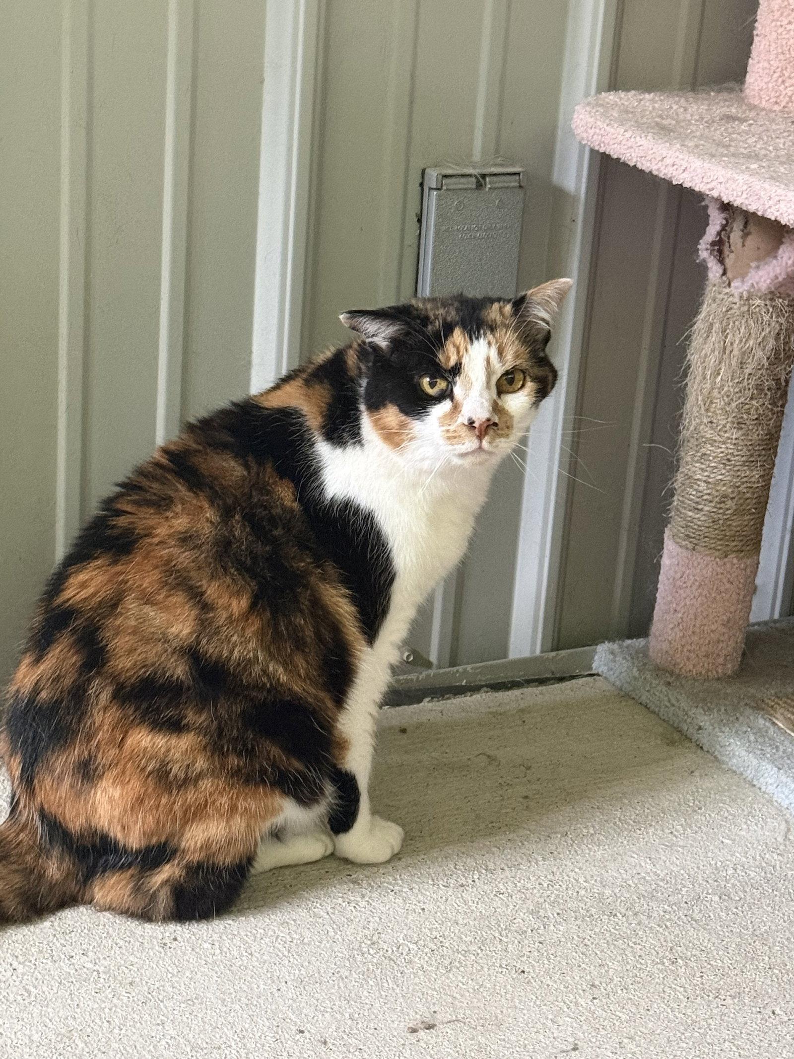 Mary Francis, a Adoptable Calico in Woodsfield, OH image 1/3