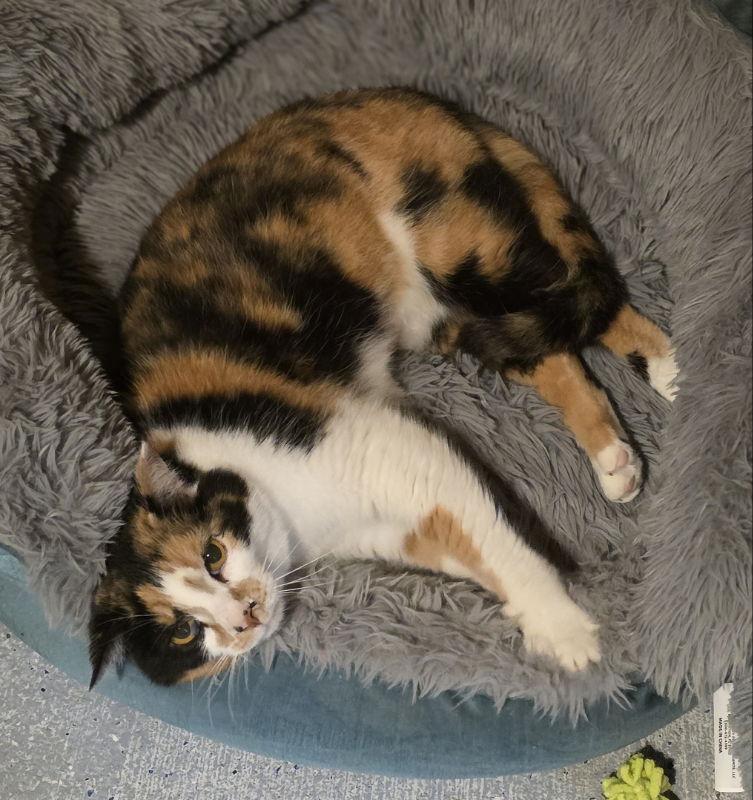 Mary Francis, a Adoptable Calico in Woodsfield, OH image 2/3