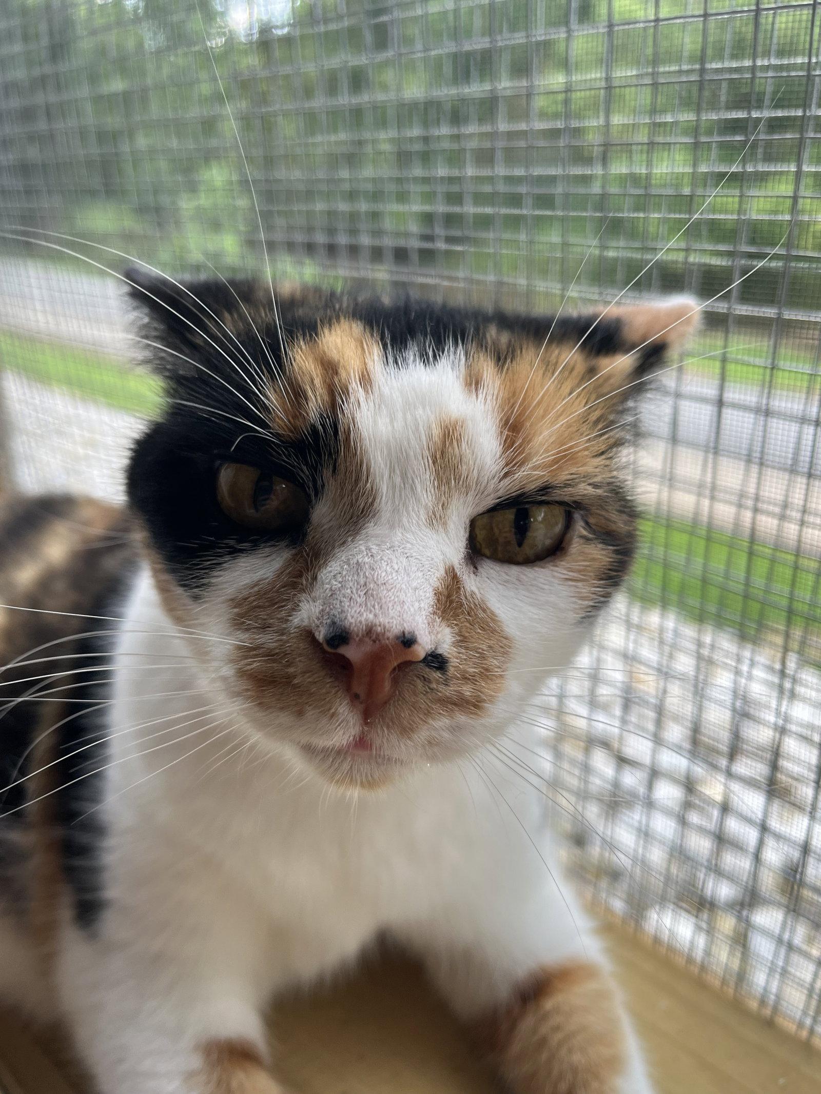 Mary Francis, a Adoptable Calico in Woodsfield, OH image 2/3