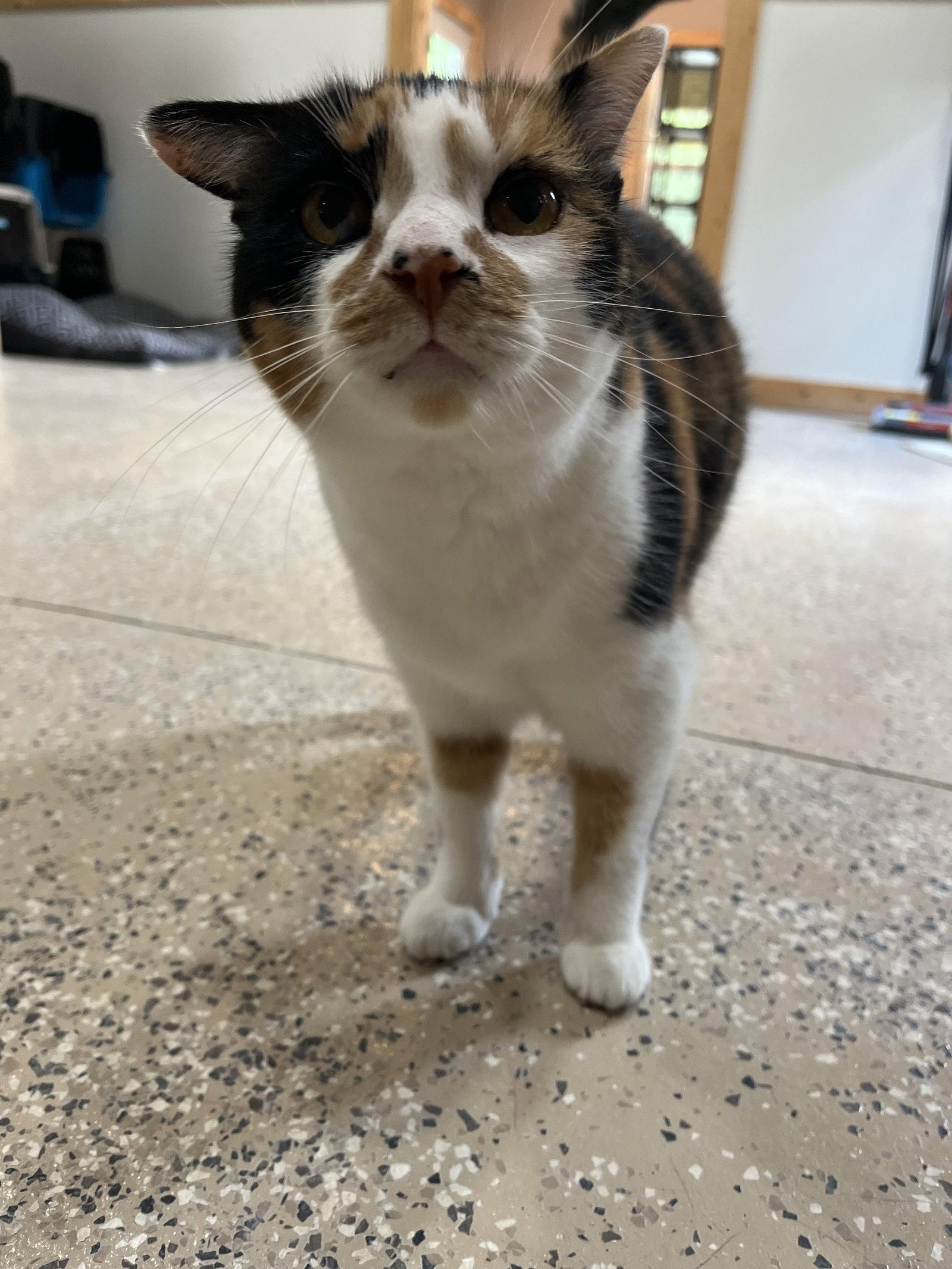 Mary Francis, a Adoptable Calico in Woodsfield, OH image 3/3