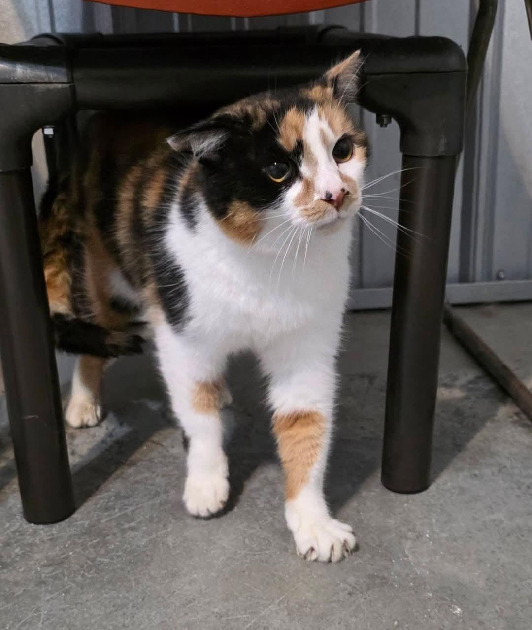 Mary Francis, a Adoptable Calico in Woodsfield, OH image 3/3