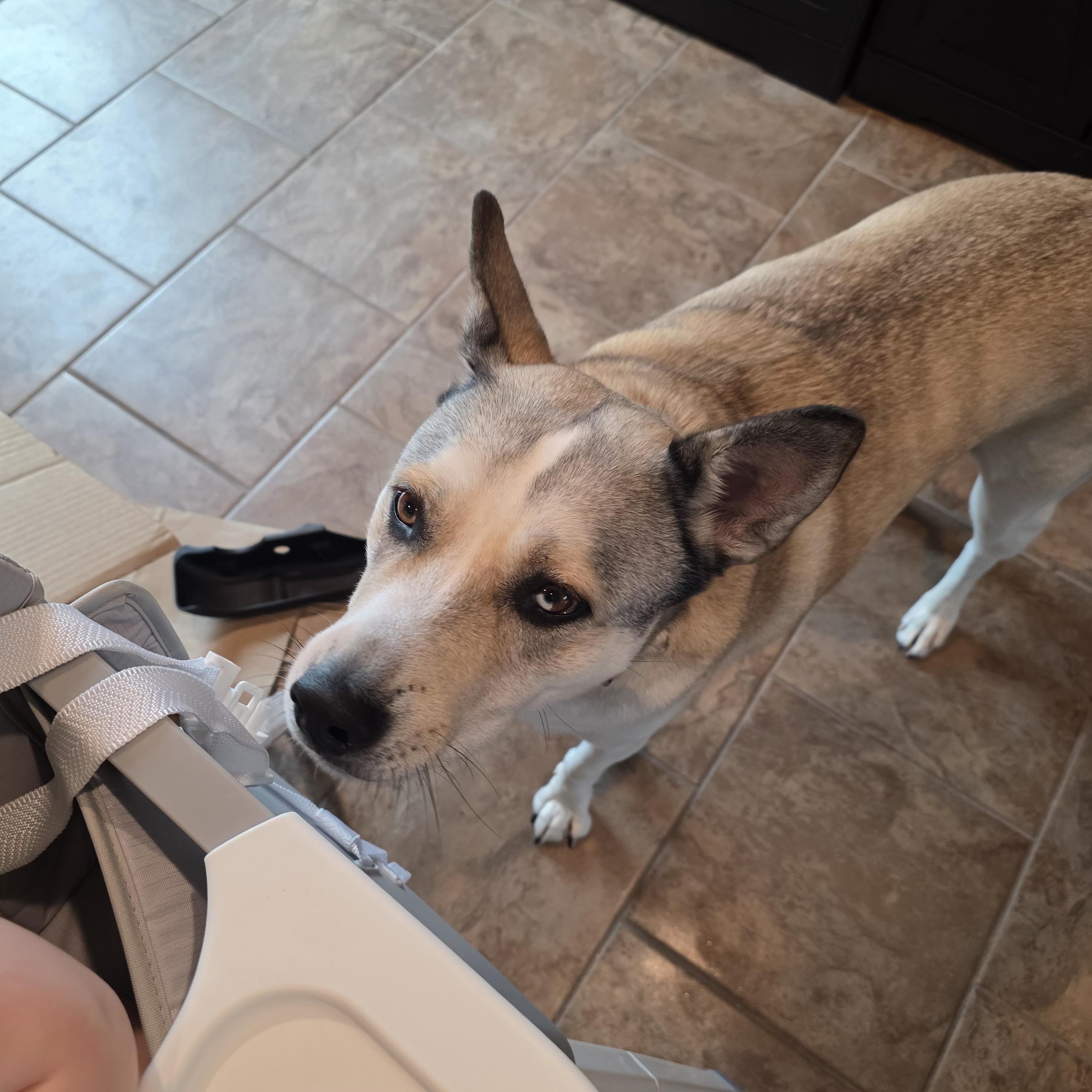 Enlarge Sabre CL, a Adoptable mixed breed in Kansas City, MO image 2/4