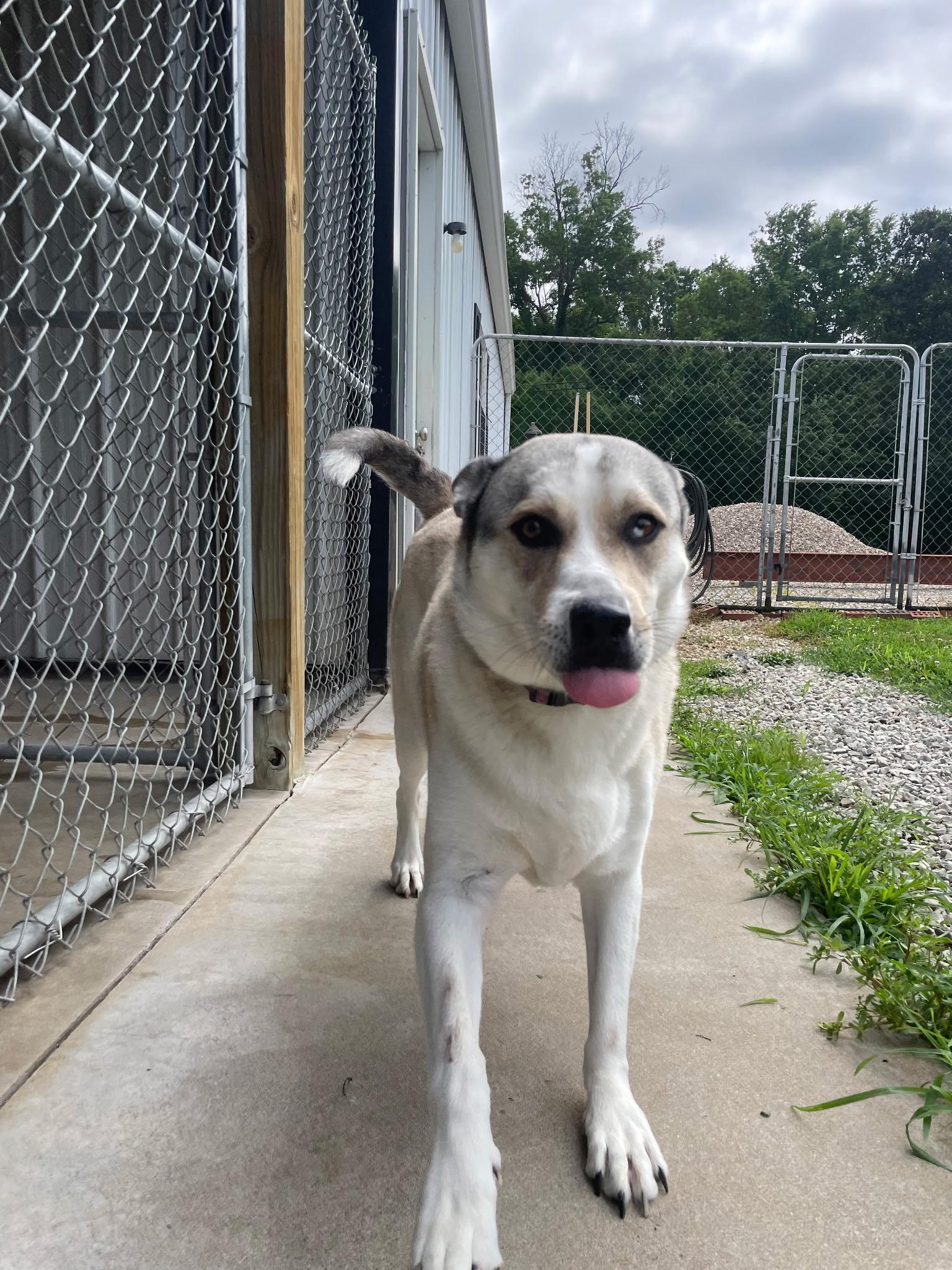Enlarge Sabre CL, a Adoptable mixed breed in Kansas City, MO image 3/4
