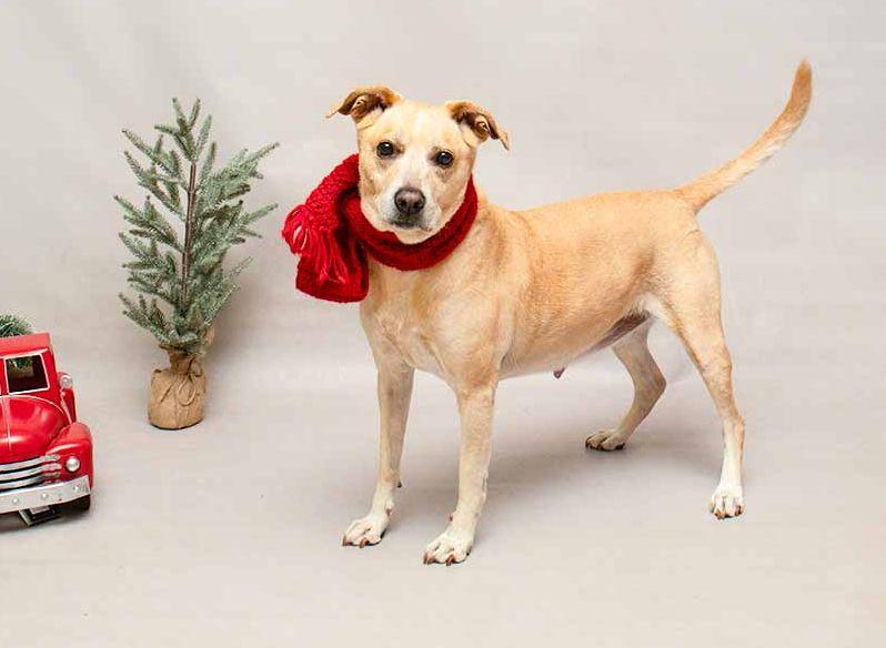 Nike, a ADOPTABLE mixed breed in Sanford, FL image 3/3