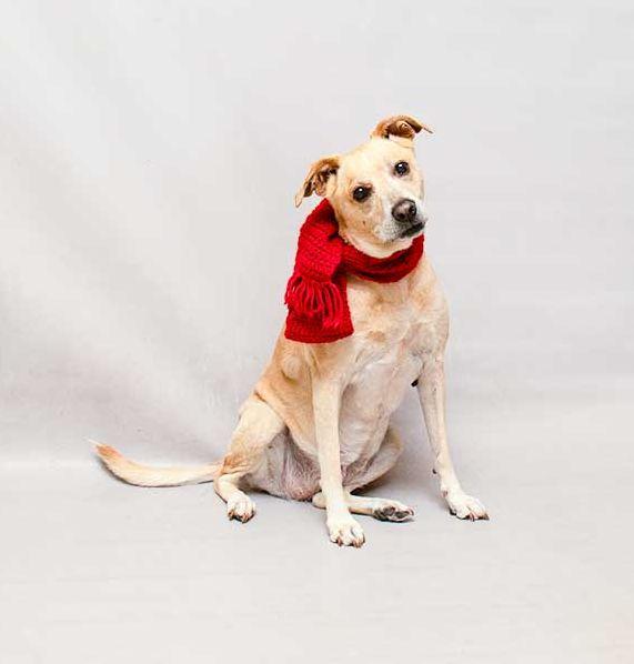 Nike, a ADOPTABLE mixed breed in Sanford, FL image 2/3