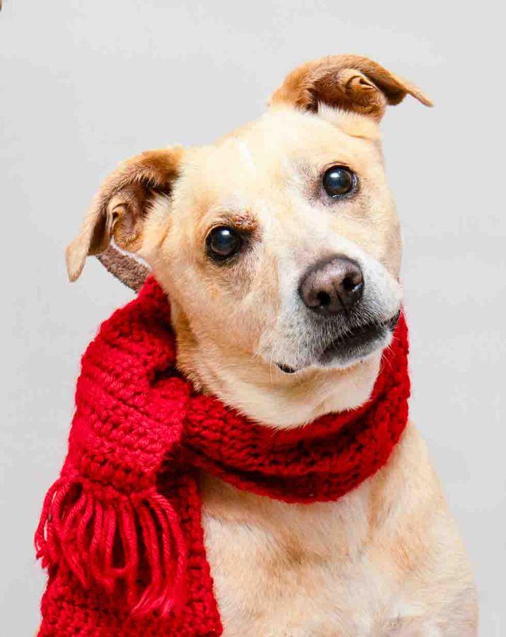 Nike, ADOPTABLE, Senior Female Golden Retriever.