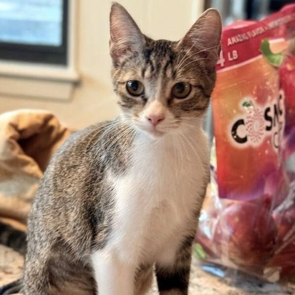 Katniss Hunger Games — thumbnail 2