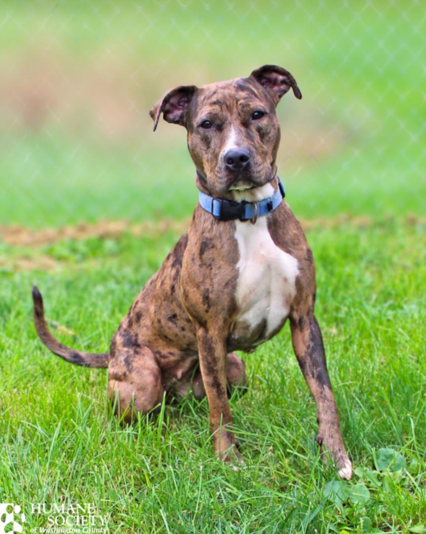 CHICAGO, Adoptable, Young Female Catahoula Leopard Dog & Mixed Breed.