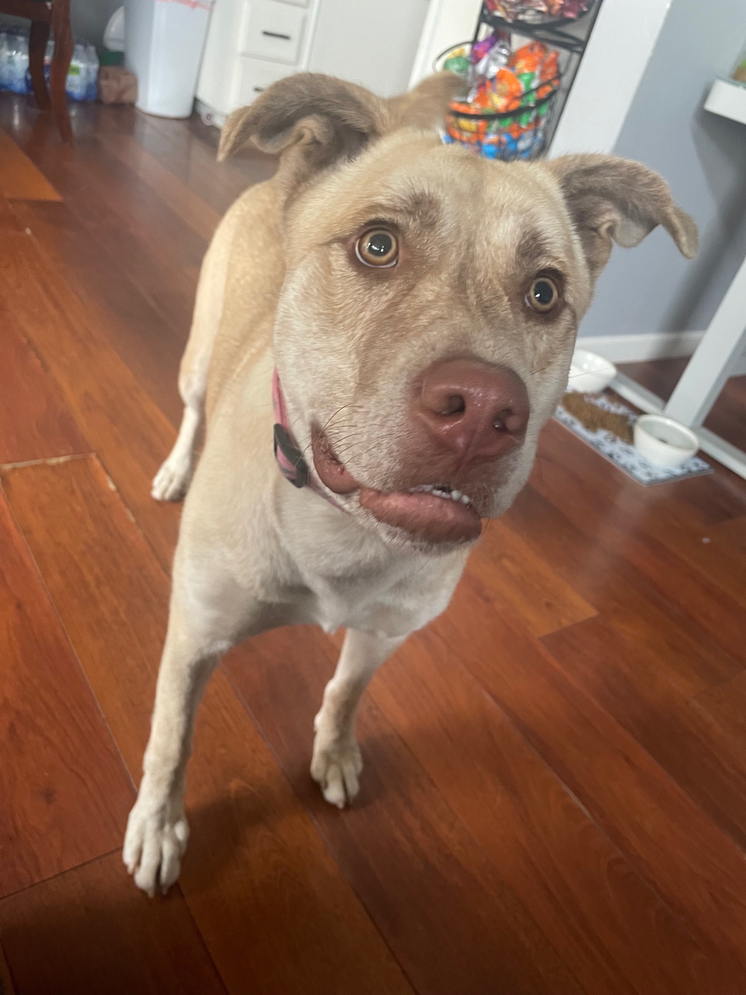 Mabel, Adoptable, Adult Female Shepherd & Staffordshire Bull Terrier.