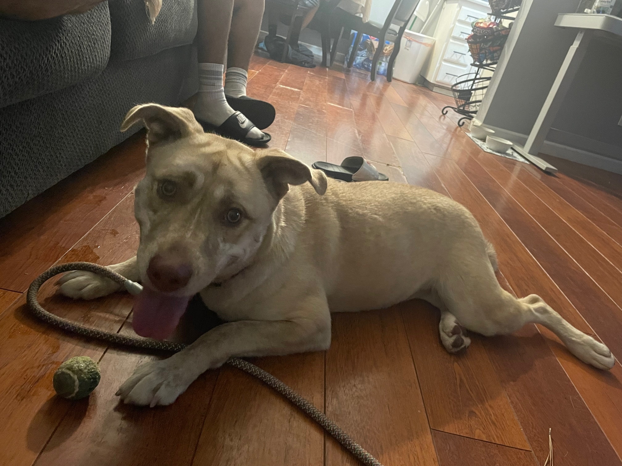 Enlarge Mabel, a Adoptable mixed breed in Santa Monica, CA image 5/5