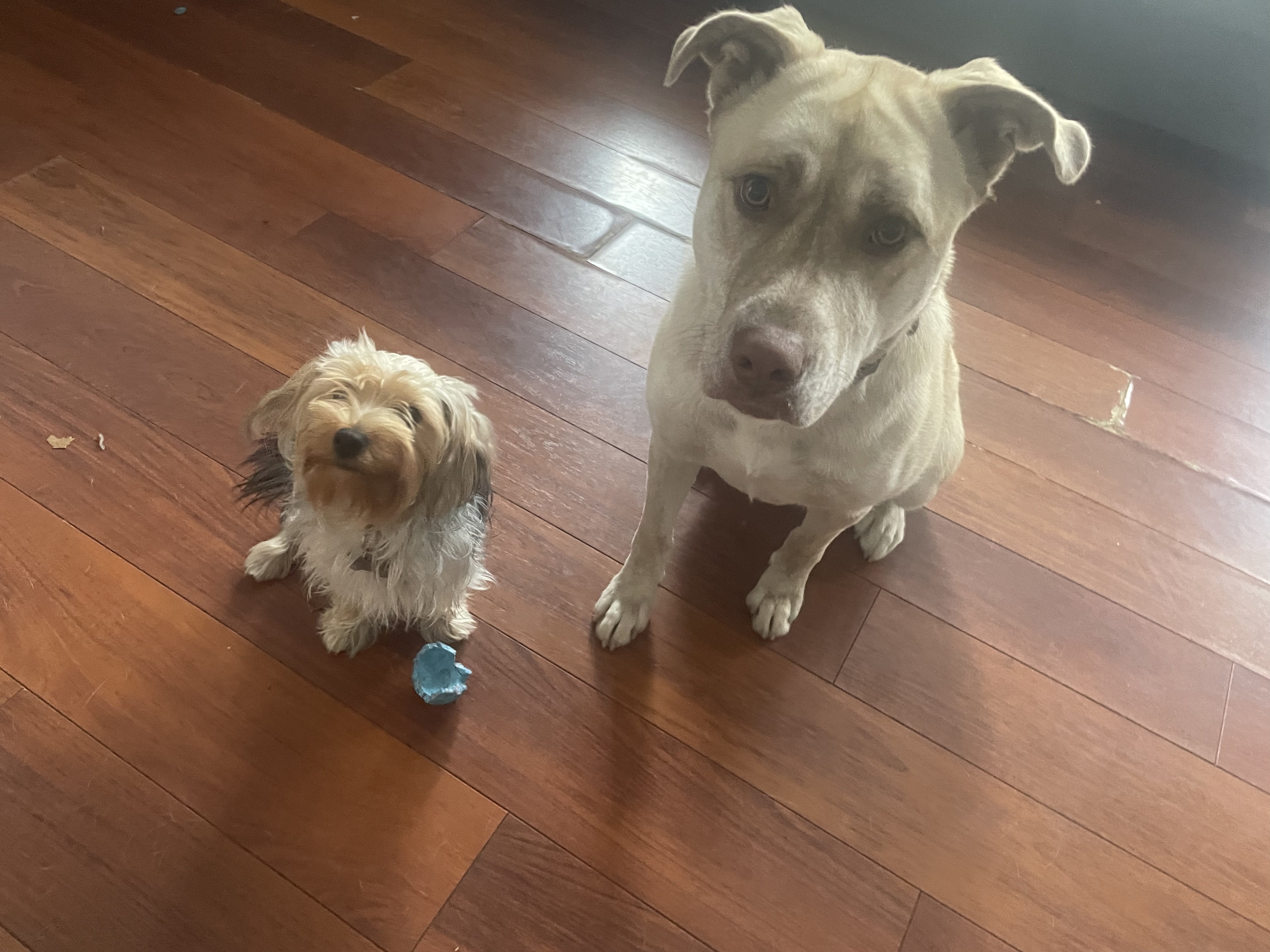 Enlarge Mabel, a Adoptable mixed breed in Santa Monica, CA image 3/5