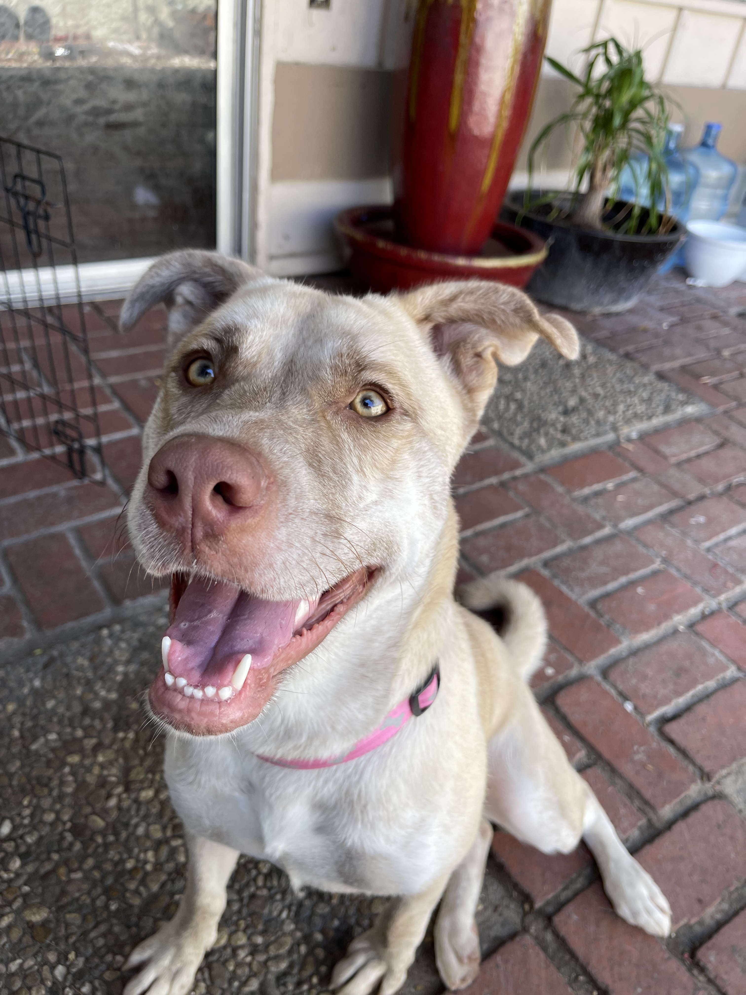 Enlarge Mabel, a Adoptable mixed breed in Santa Monica, CA image 4/5