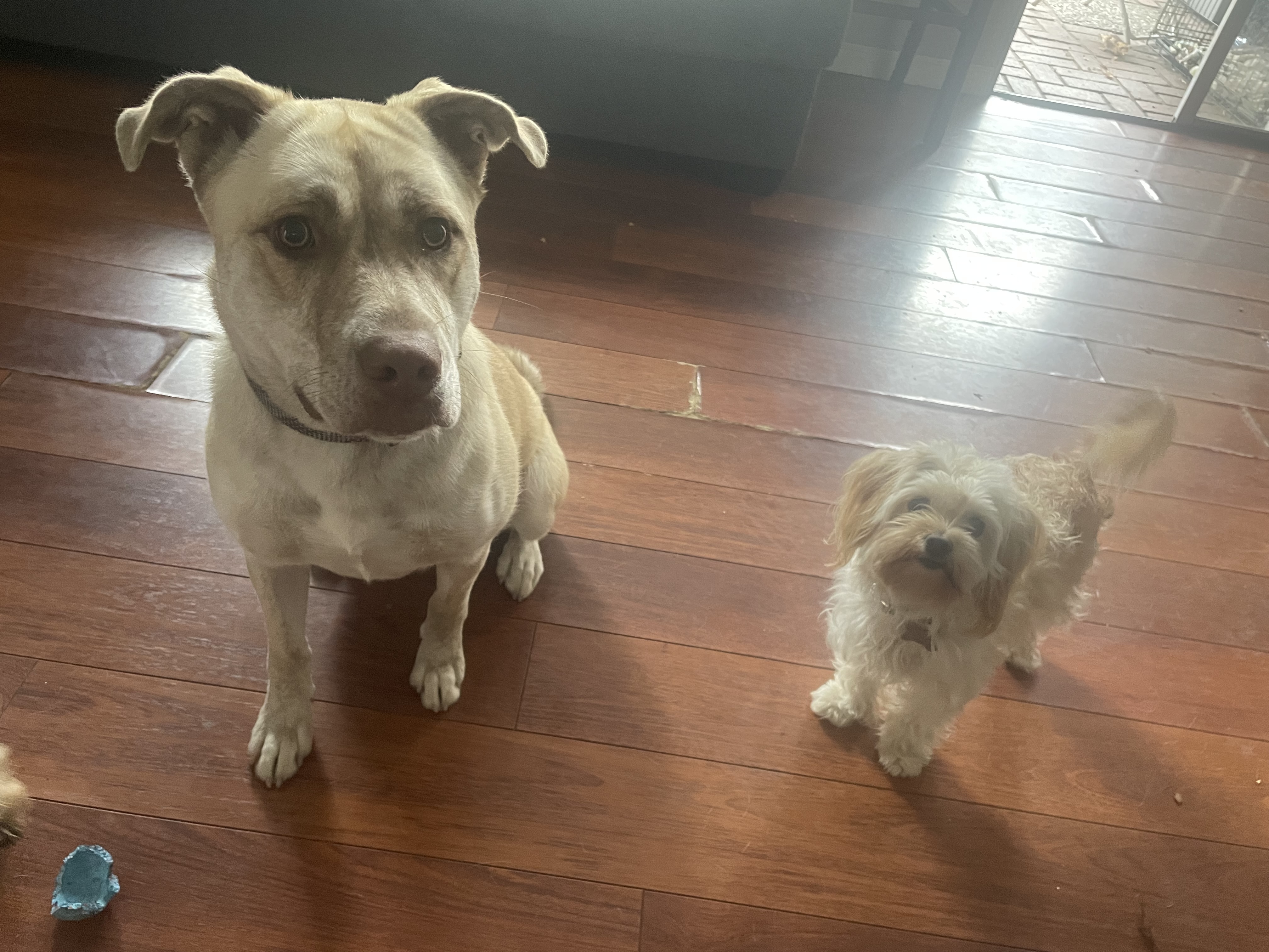 Enlarge Mabel, a Adoptable mixed breed in Santa Monica, CA image 2/5