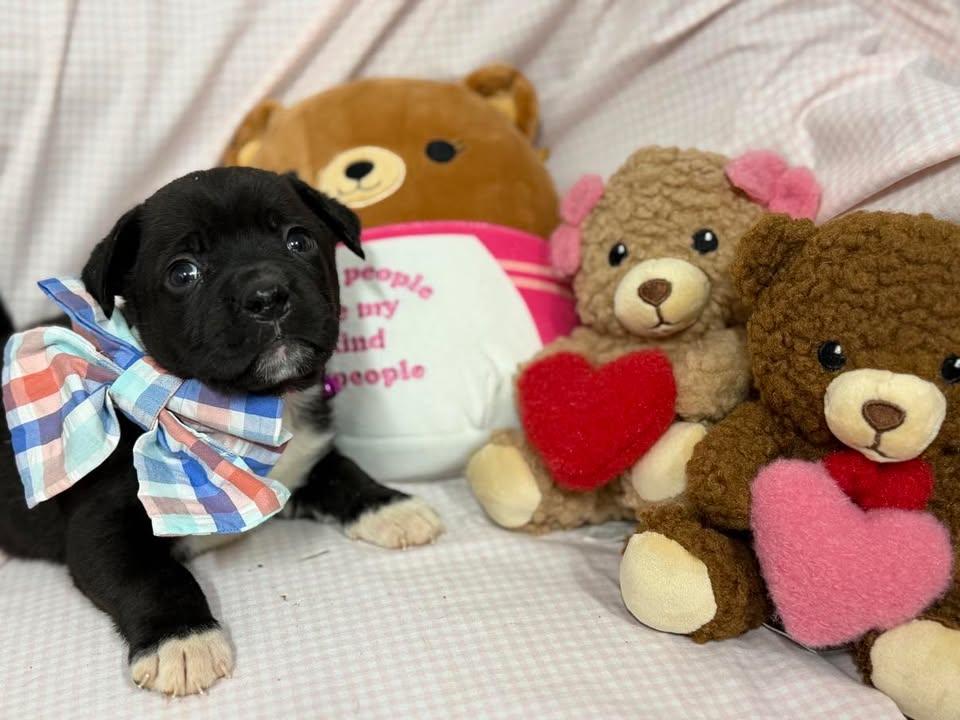 Lucas, ADOPTABLE, Young Male Mixed Breed.