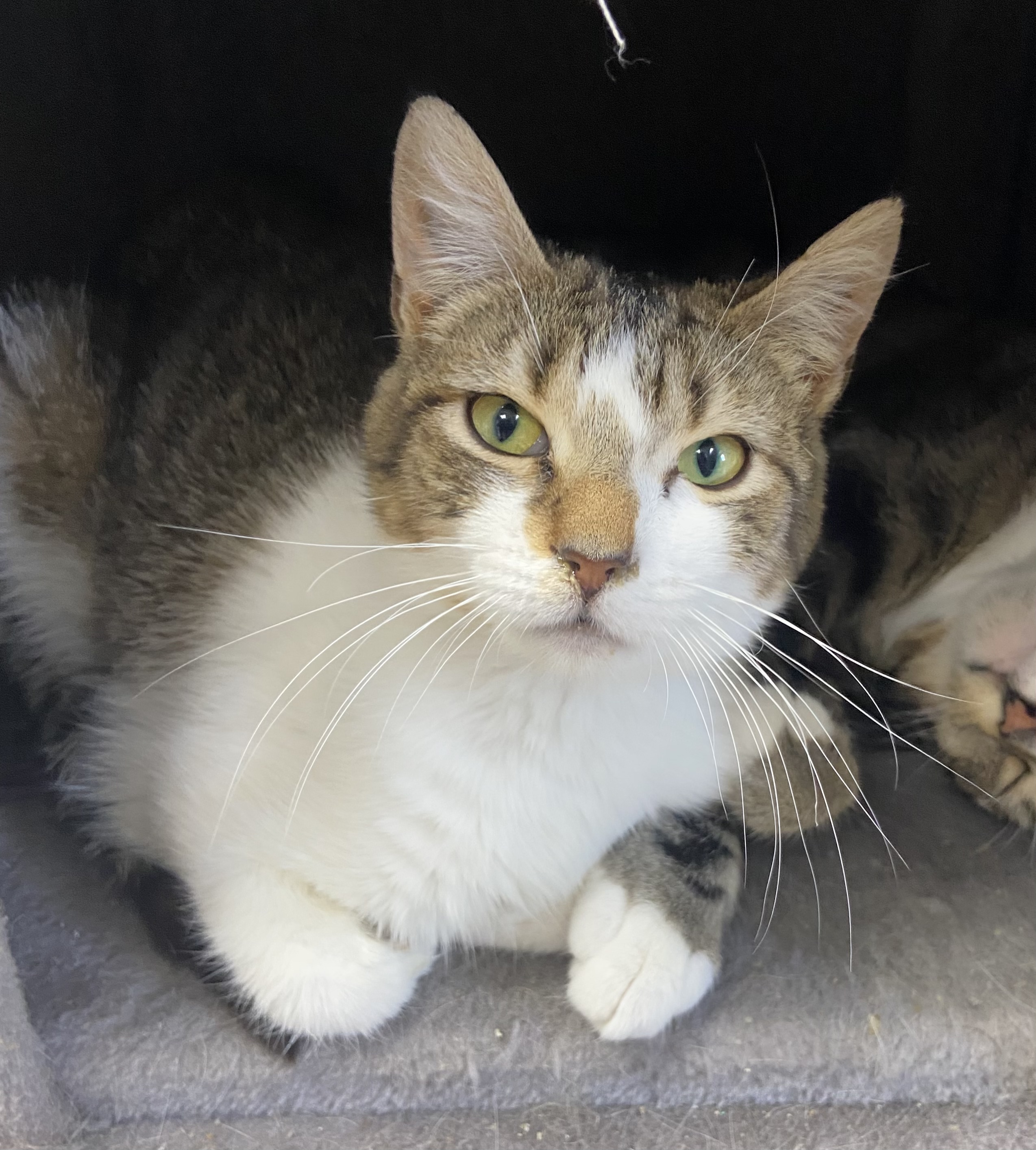 Bashful, Young Female Domestic Short Hair