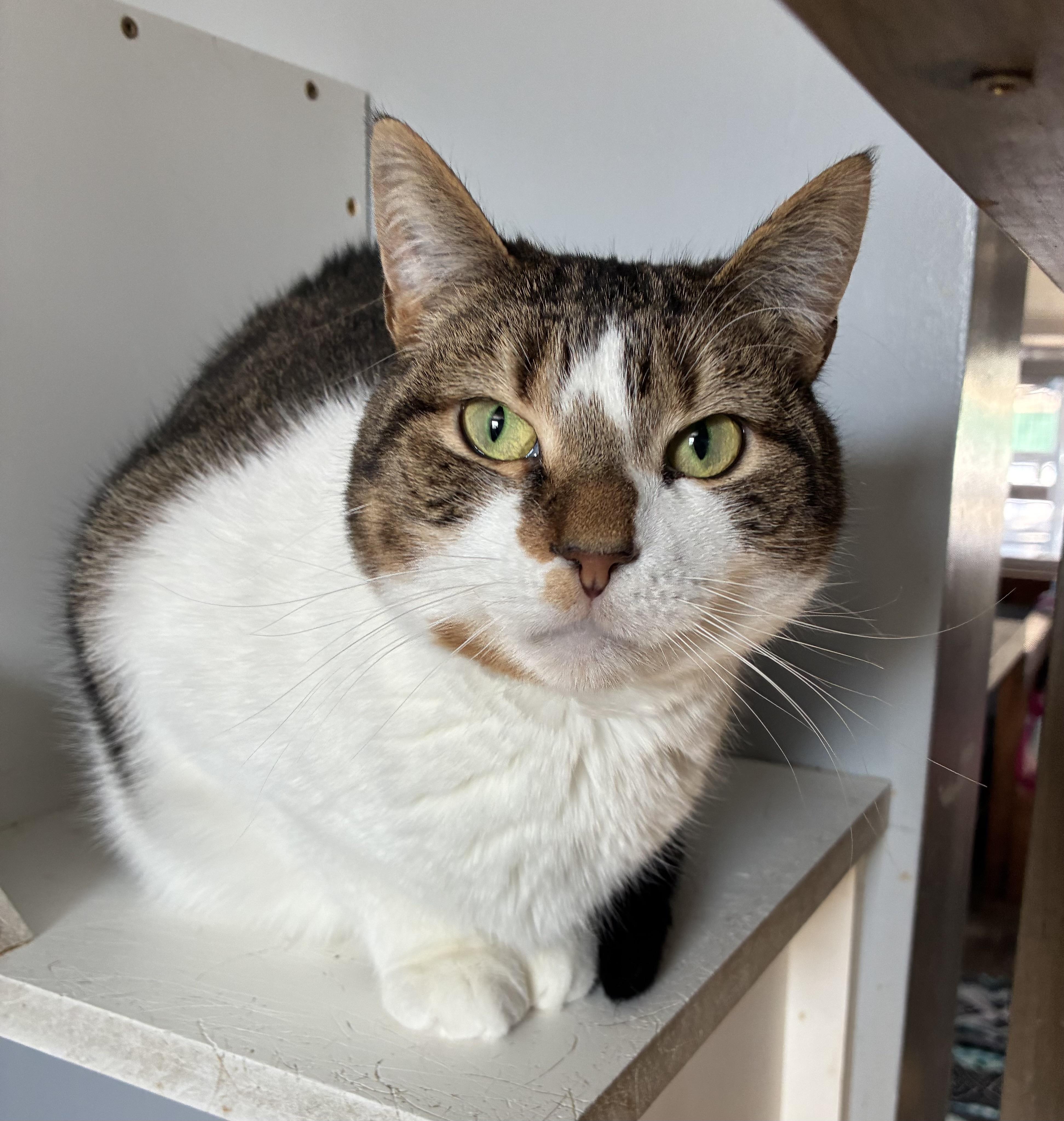 Bashful, Adoptable, Young Female Domestic Short Hair.