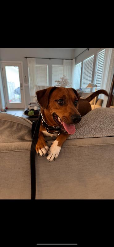 Charlie Brown Belly Rub thumbnail 6