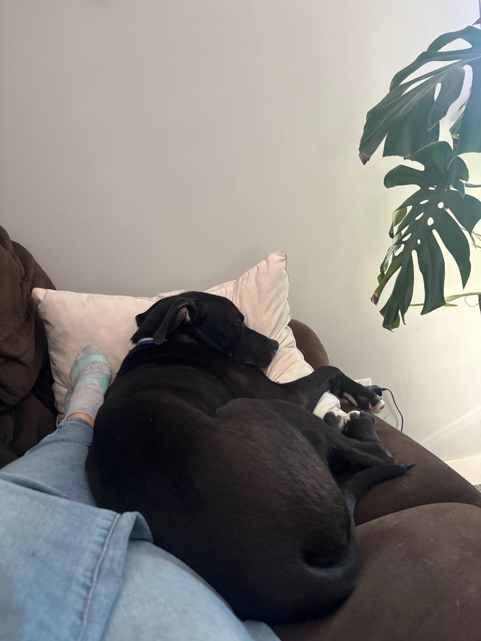 Enlarge Diesel , an adopted Mixed Breed in Saskatoon, SK image 4/4