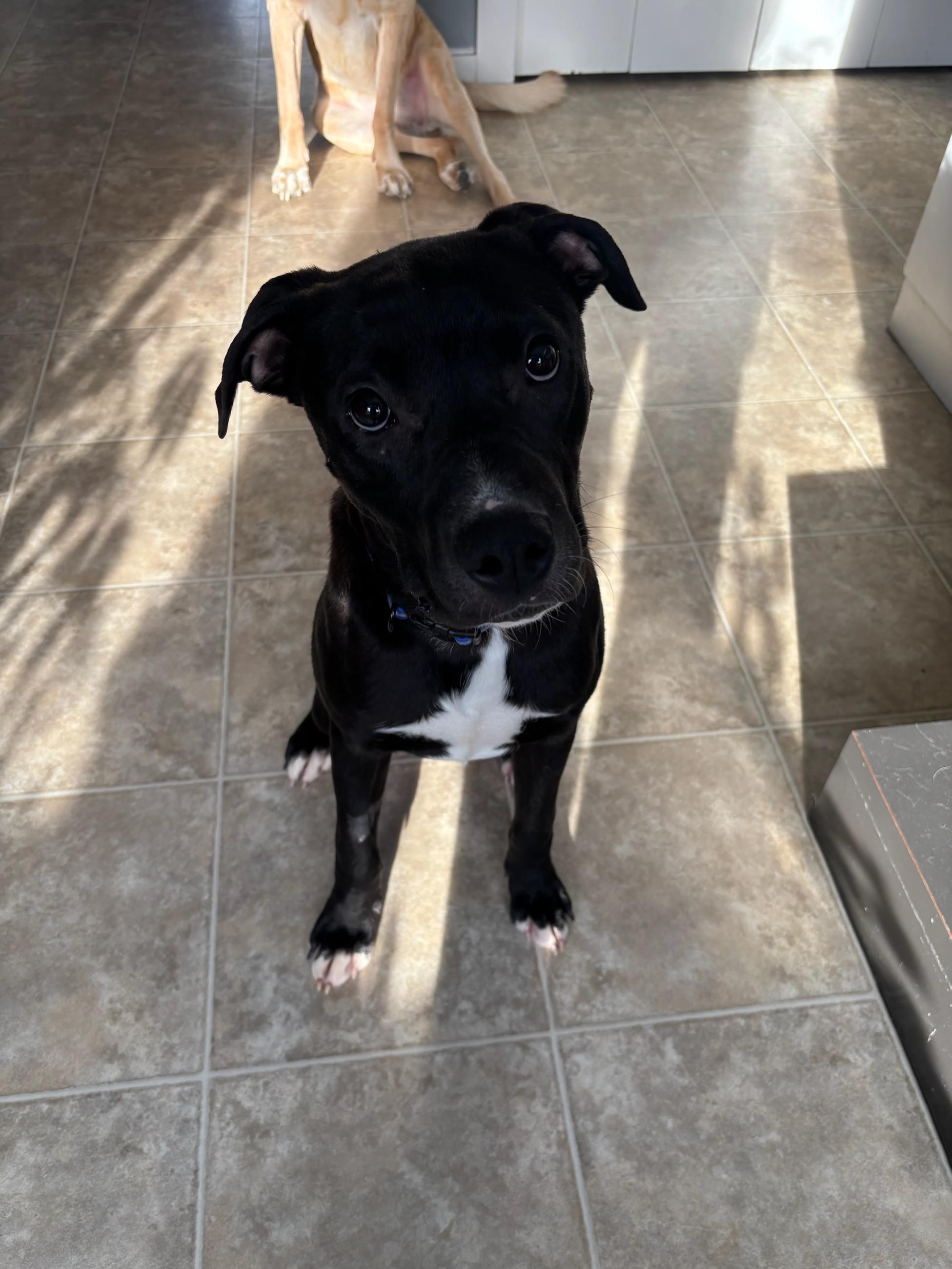 Diesel , adopted, Adult Male Mixed Breed.
