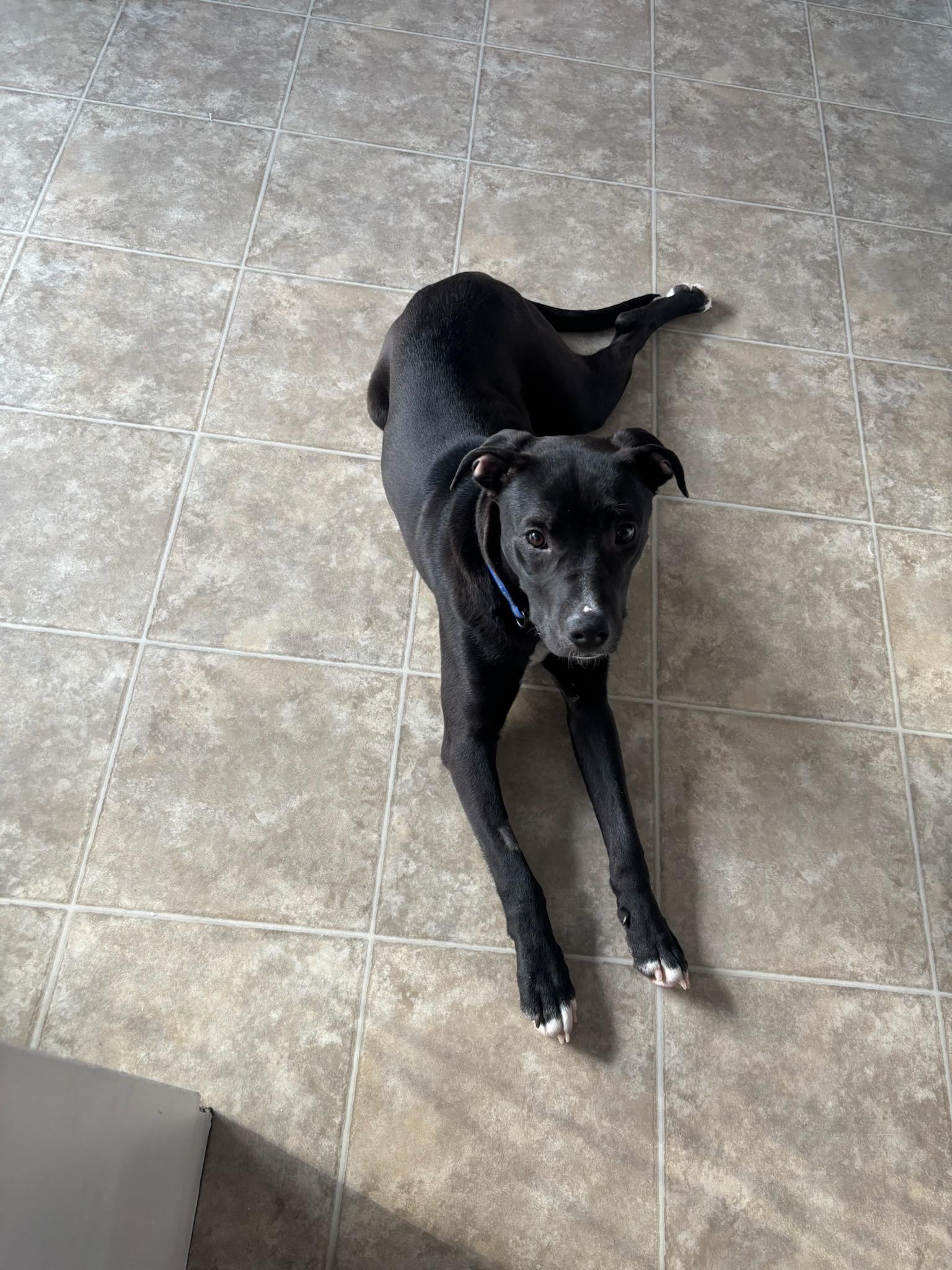 Enlarge Diesel , an adopted Mixed Breed in Saskatoon, SK image 3/4