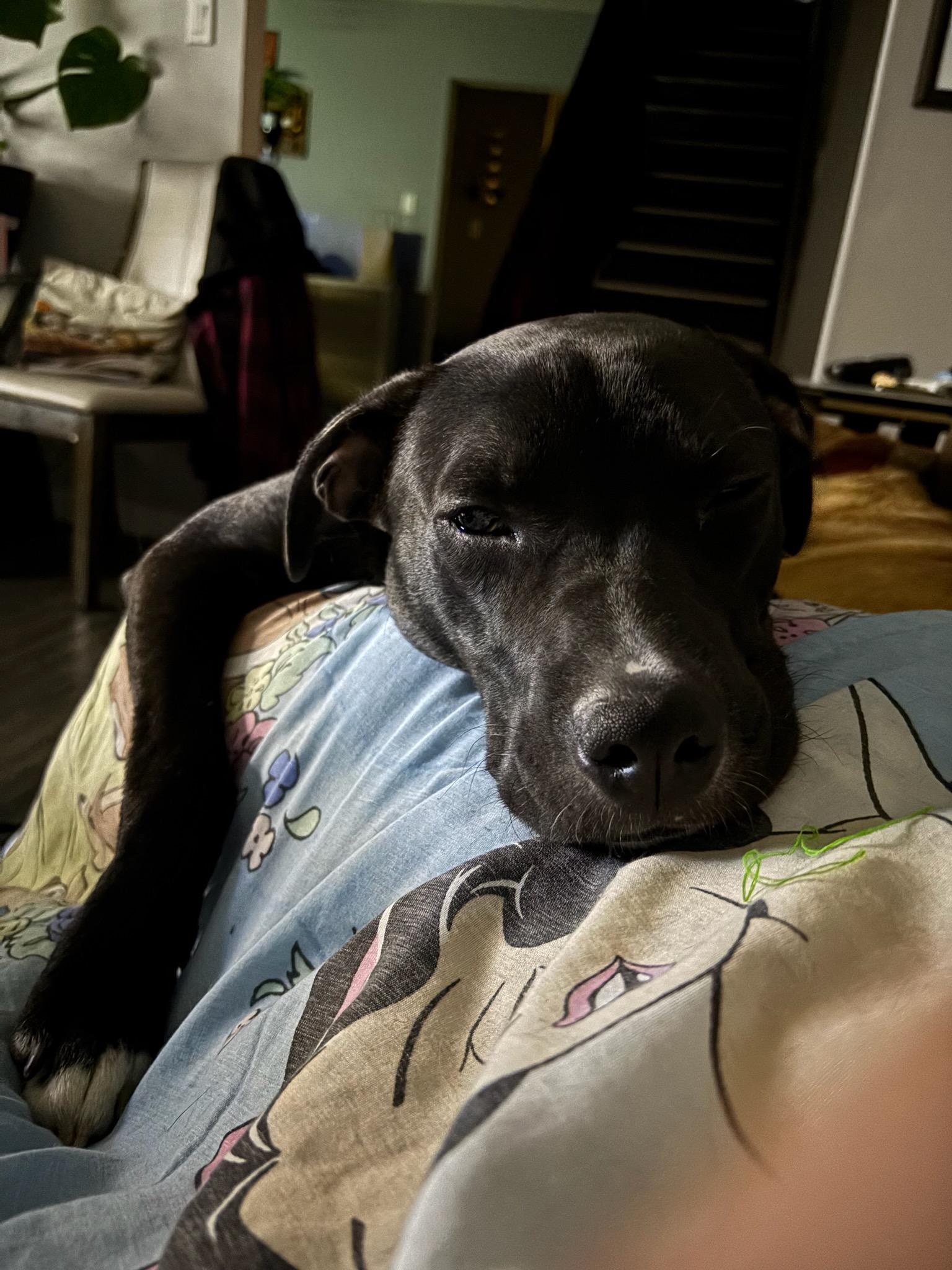 Enlarge Diesel , an adopted Mixed Breed in Saskatoon, SK image 2/4