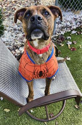MARVEL, Adoptable, Young Male Boxer & Mixed Breed.