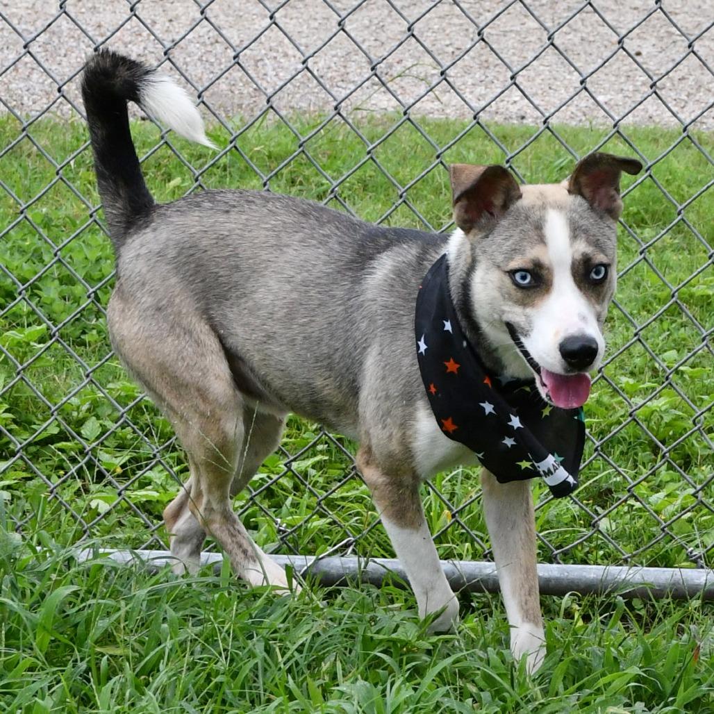 Vincent, Adoptable, Young Male Husky.