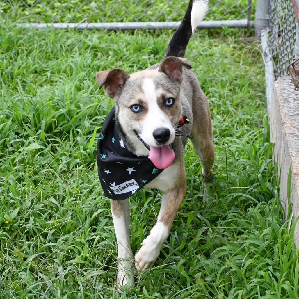 Vincent, a Adoptable Husky in Beaumont, TX image 2/3