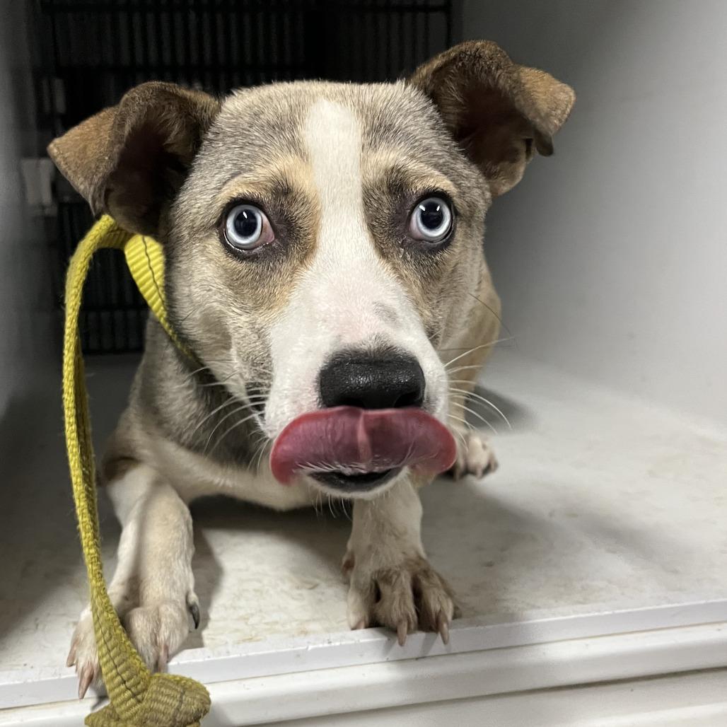 Vincent, a Adoptable Husky in Beaumont, TX image 3/3