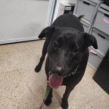 Ganja, Adoptable, Adult Female Black Labrador Retriever.