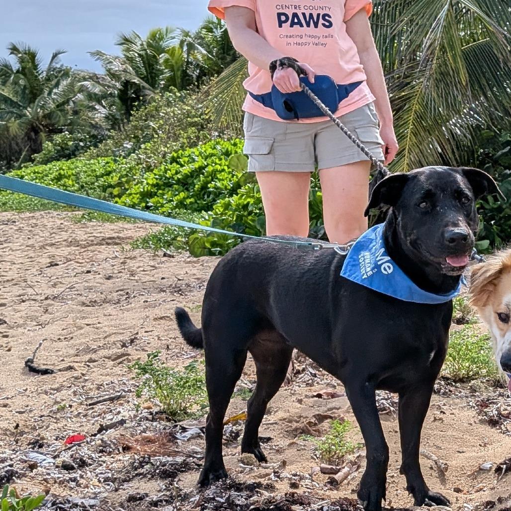 Enlarge Ganja, a Adoptable Black Labrador Retriever in Vieques, PR image 2/6