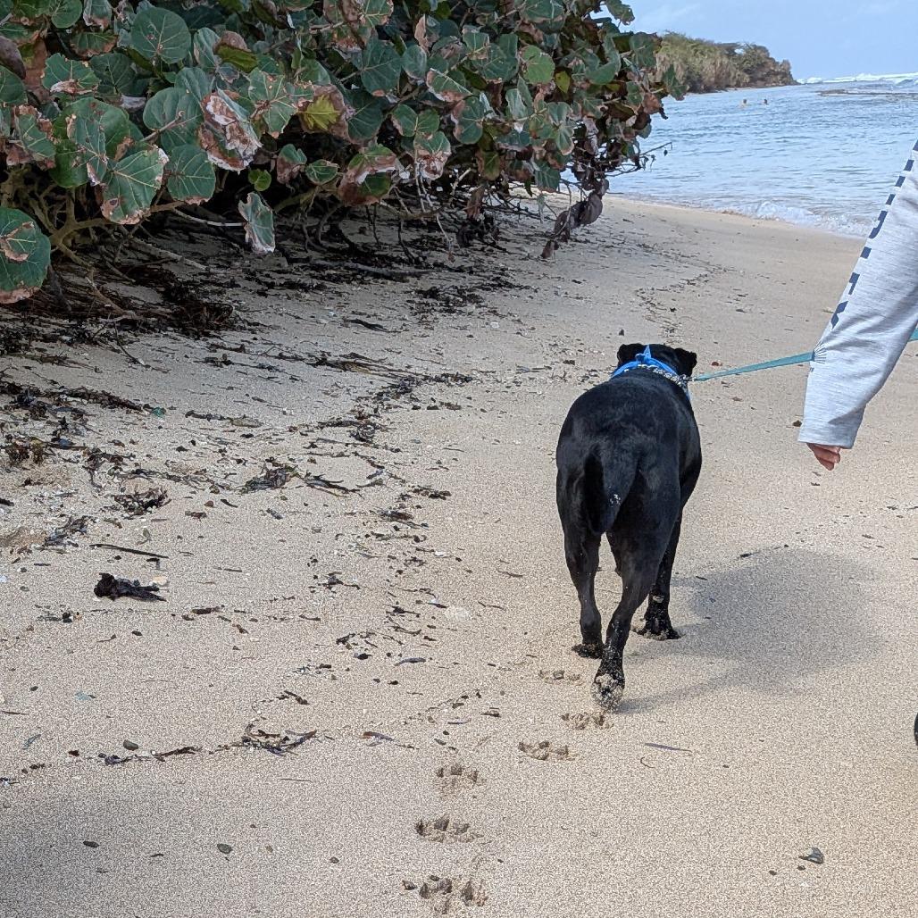 Enlarge Ganja, a Adoptable Black Labrador Retriever in Vieques, PR image 3/6