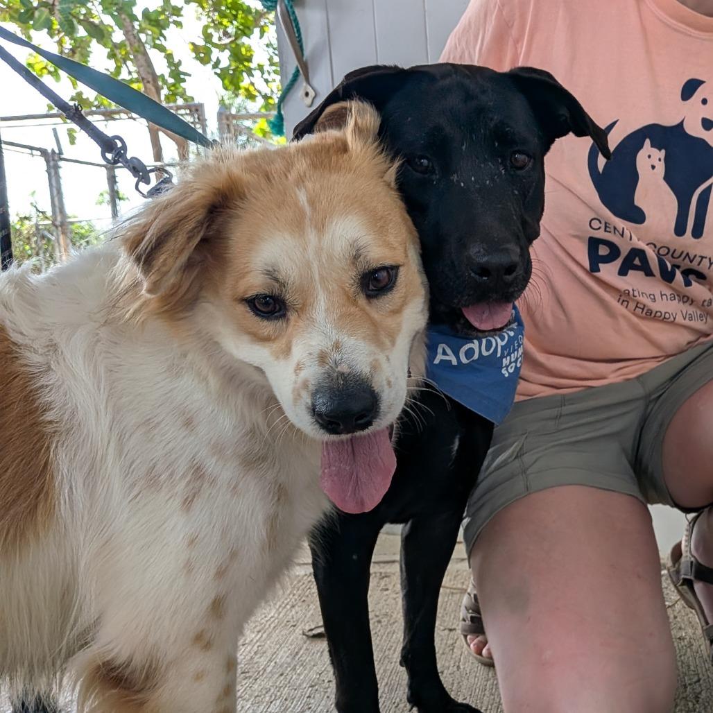 Enlarge Ganja, a Adoptable Black Labrador Retriever in Vieques, PR image 5/6