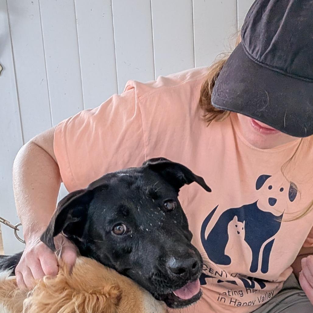 Enlarge Ganja, a Adoptable Black Labrador Retriever in Vieques, PR image 6/6