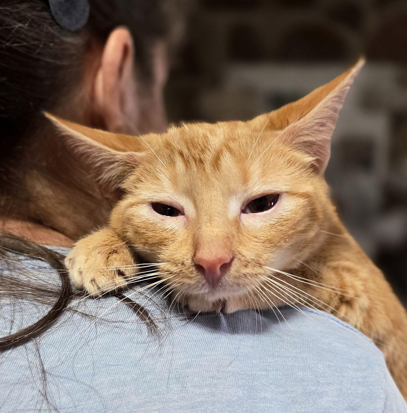 Enlarge Hank, a Adoptable Domestic Short Hair in Luling, TX image 1/3