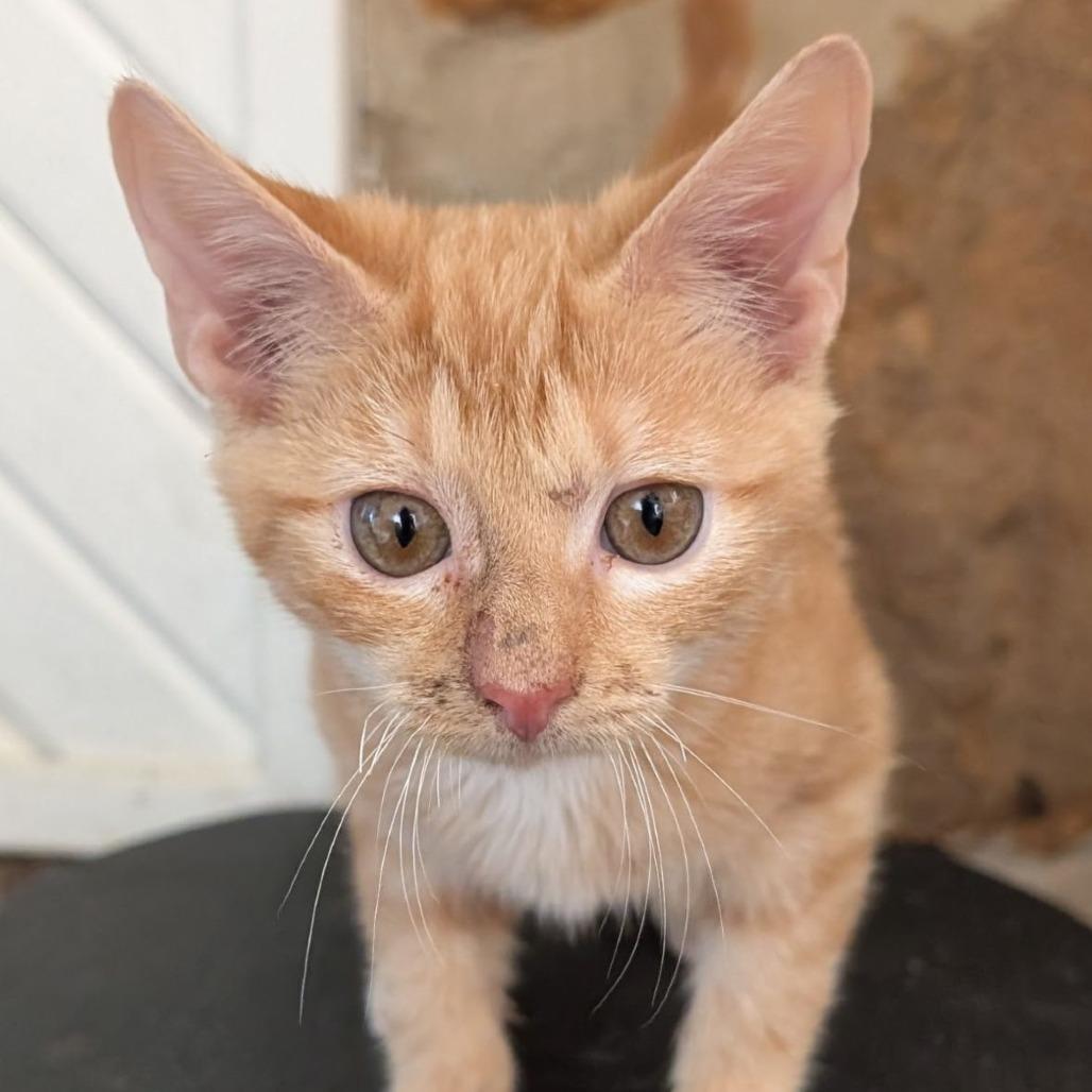 Enlarge Henry, a Adoptable Domestic Short Hair in Luling, TX image 1/1