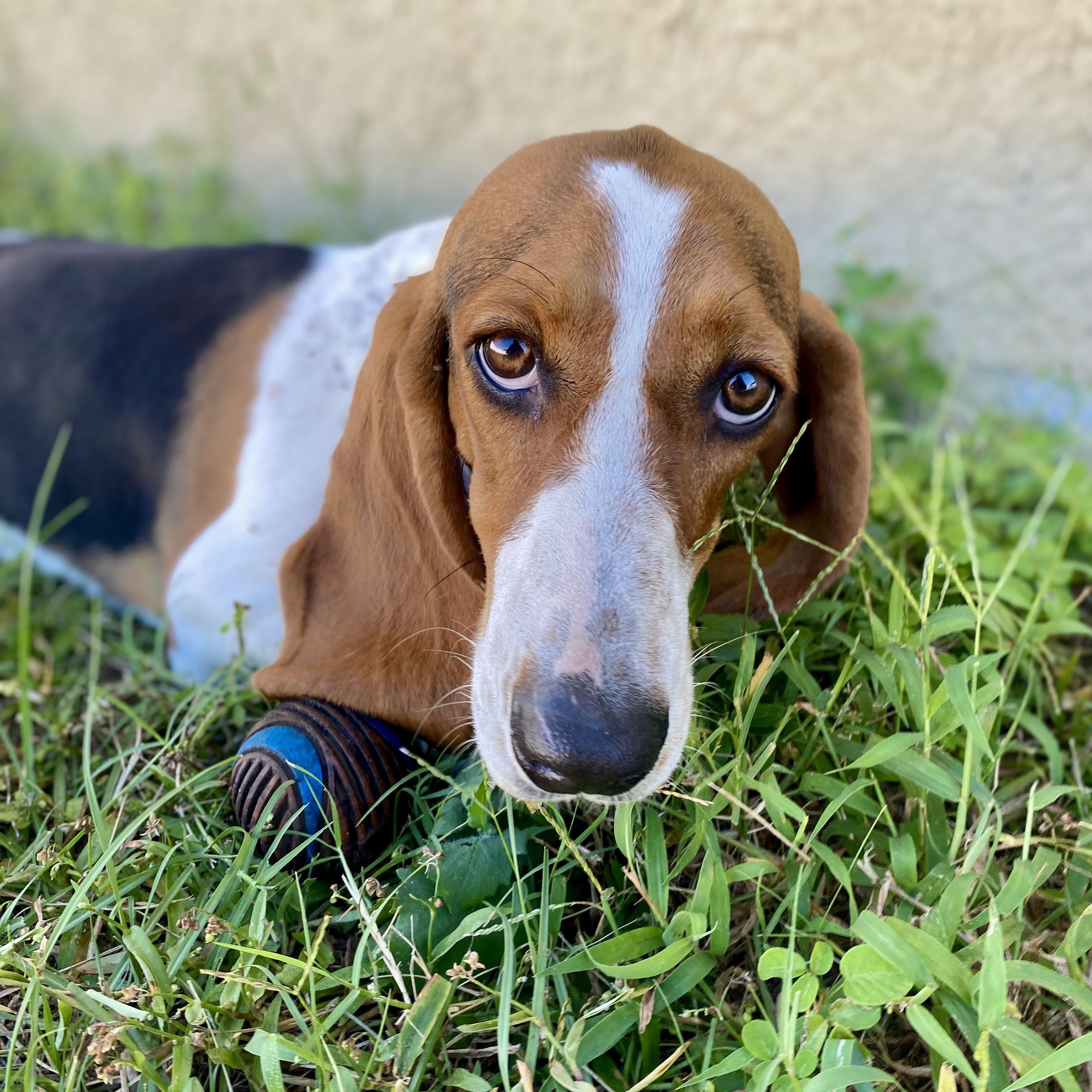 Enlarge Ruby, a Adopted Basset Hound in Port Saint Lucie, FL image 5/6